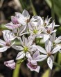 Allium Cameleon
